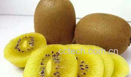 猕猴桃对性功能有什么好处 猕猴桃对性功能的效果-0