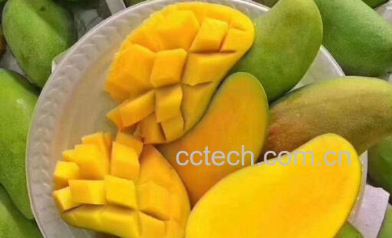 吃芒果过敏怎么办 芒果过敏治疗小妙招-0
