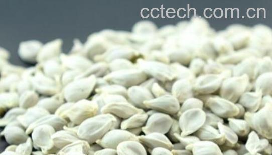 橘子籽的功效及副作用-1