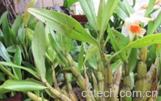 黑毛石斛能吃吗 黑毛石斛怎么吃-0