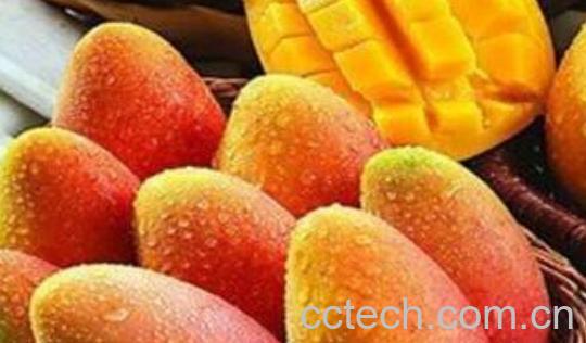 怎么区分芒果能不能吃 吃芒果的好处-1