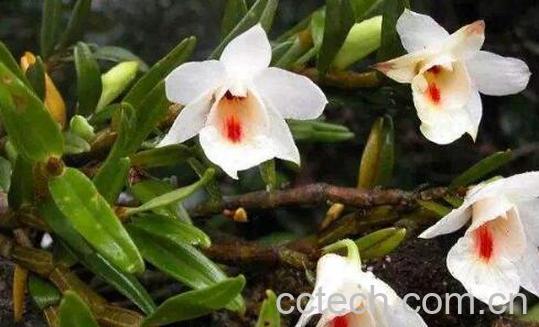 黑毛石斛的功效与作用-1