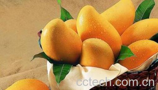 芒果怎么保存可以放得更久-0