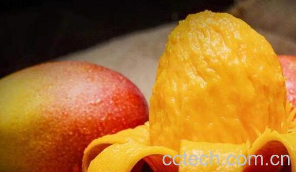 芒果怎么保存可以放得更久-1