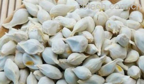 桔子籽粉冲水喝功效-0