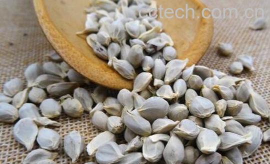 桔子籽粉冲水喝功效-1