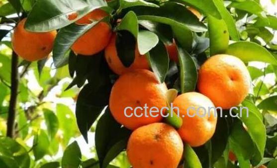 柑橘修剪六大忌-0