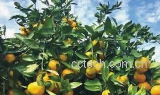柑橘修剪六大忌-1