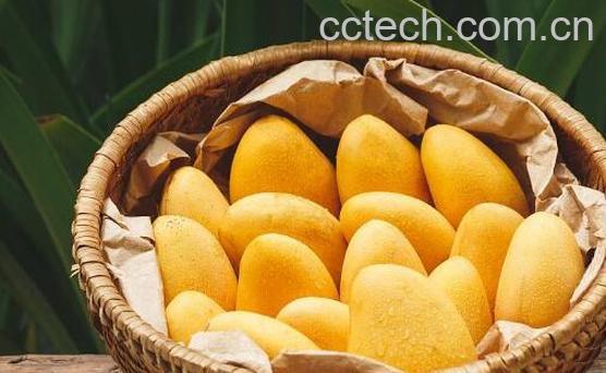 吃芒果的7大禁忌-0