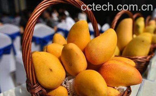 吃芒果的7大禁忌-1