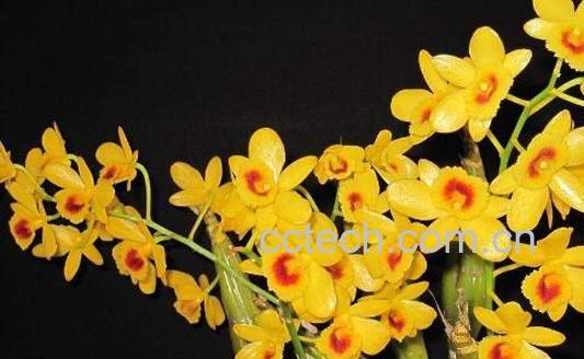 鼓槌石斛怎么养才开花 鼓槌石斛种植方法-1