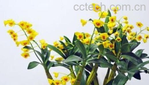 鼓槌石斛怎么养才开花 鼓槌石斛种植方法-0