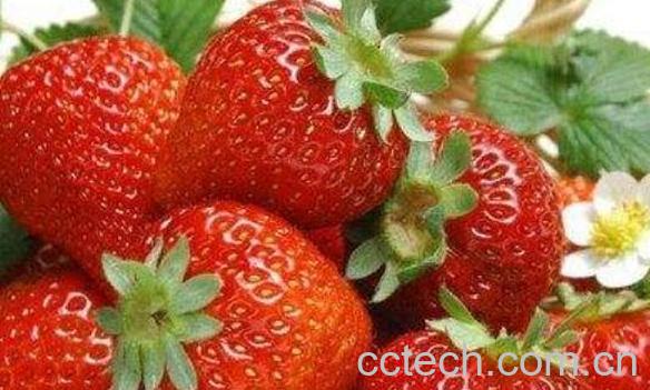 哪些人不宜吃草莓 吃草莓的禁忌-1