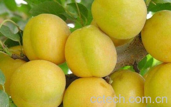 大白杏的功效与作用-0