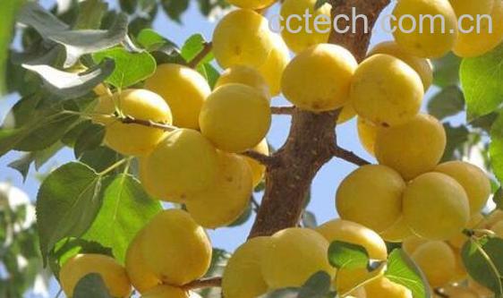 大白杏的功效与作用-1