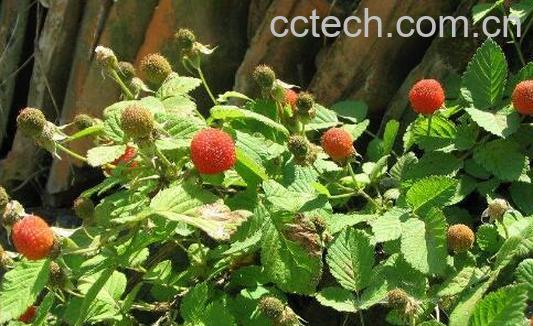 野生覆盆子的功效与作用-0