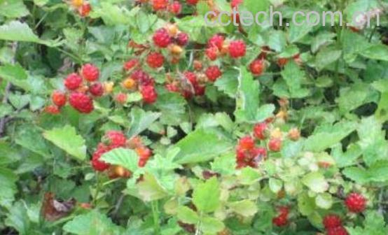 悬钩子与覆盆子的差别 吃悬钩子的好处-1