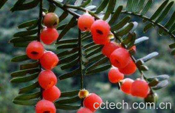 红豆果的功效与作用 红豆果怎么养-0