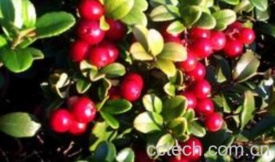 红豆果的功效与作用 红豆果怎么养-1