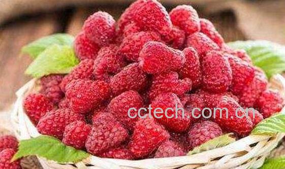 覆盆子和树莓的区别 吃覆盆子的好处-0
