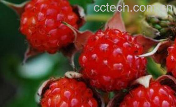 覆盆子和树莓的区别 吃覆盆子的好处-1