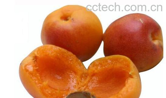 吊杏干的作用及禁忌-1