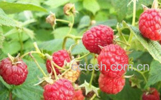 红树莓的功效与作用 红树莓哪个品种口感好-0