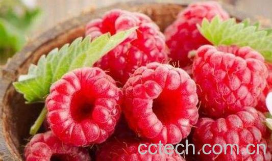 红树莓的功效与作用 红树莓哪个品种口感好-1