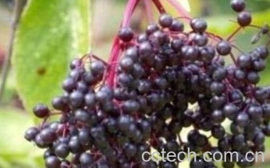 接骨木莓的功效与作用-0