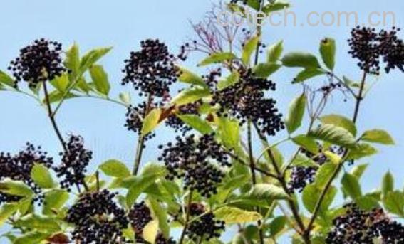 接骨木莓的功效与作用-1