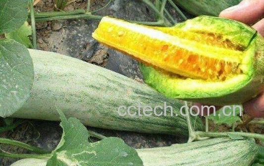 为什么吃羊角蜜拉肚子 羊角蜜哪些人不能吃-0