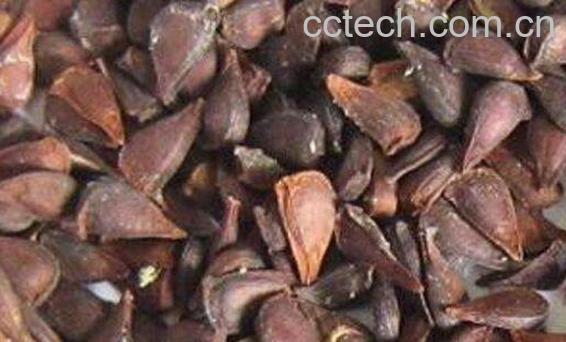 木瓜籽怎么吃 木瓜籽的正确吃法-1