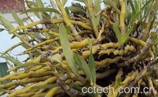 金钗石斛泡水喝有什么功效-0