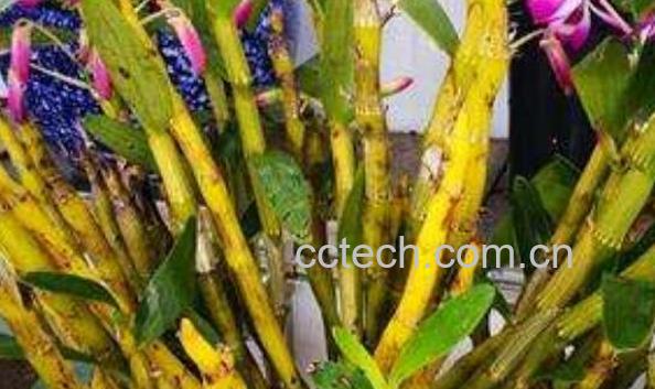 金钗石斛泡水喝有什么功效-1