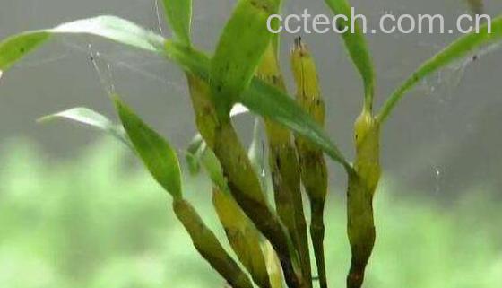 金钗石斛的美容功效与作用-0