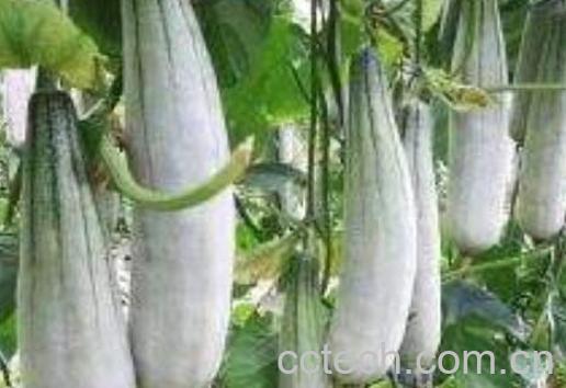 羊角蜜甜瓜种植方法-0