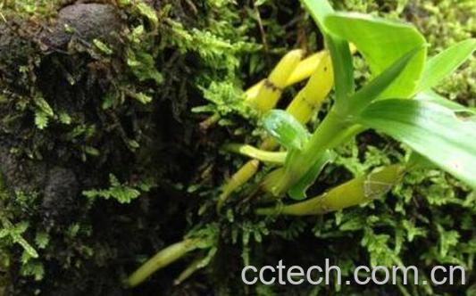 金钗石斛的美容功效与作用-1