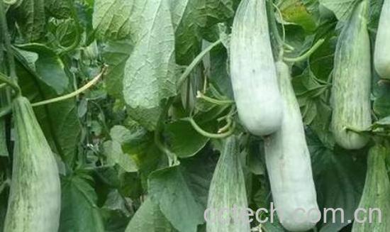羊角蜜甜瓜种植方法-1
