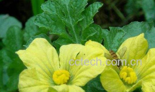 西瓜花的功效与作用 西瓜花的禁忌-1