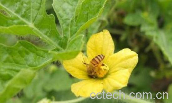 西瓜花的功效与作用 西瓜花的禁忌-0