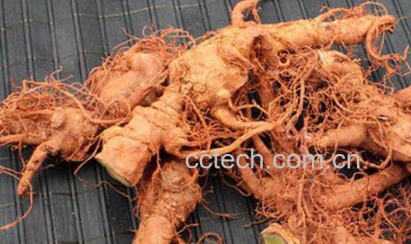 酸木瓜三七泡酒的功效-1