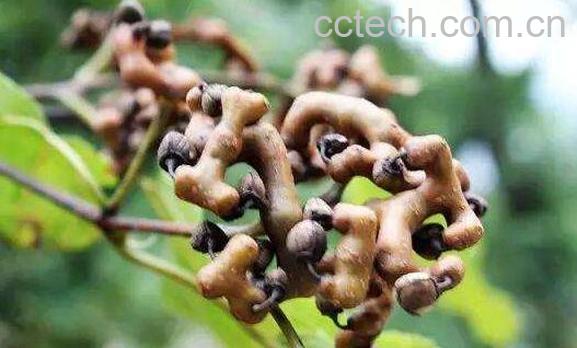 酸木瓜拐枣泡酒的功效与作用-1