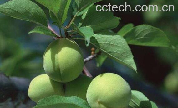 青梅精的功效与作用-0