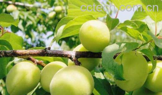 青梅精的功效与作用-1