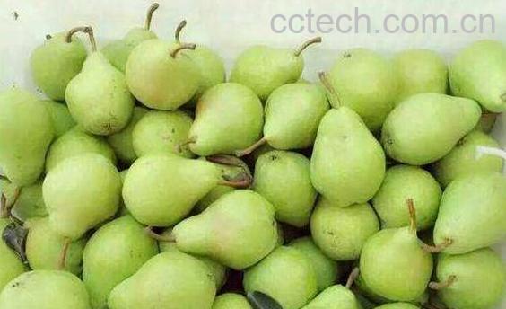 茄梨的功效和作用-1