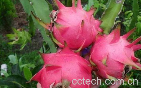 火龙果皮擦脸的好处-1