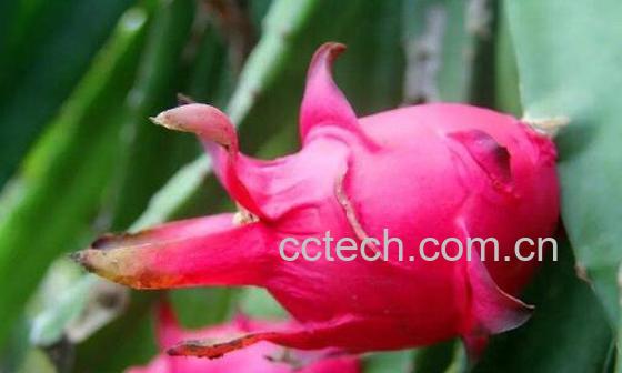 火龙果皮擦脸的好处-0