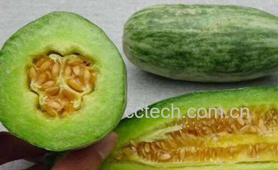 羊角脆怎么吃 羊角脆的正确吃法-1