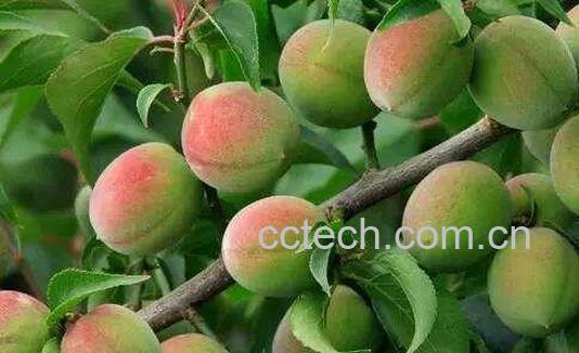 酵素梅子的功效与作用-1