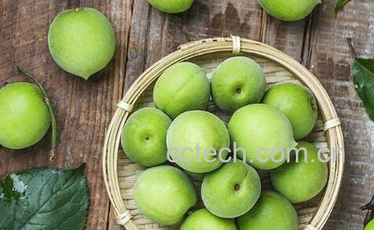 青梅酵素的功效与作用-1